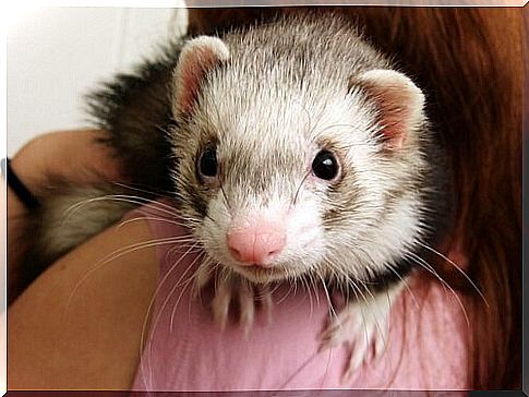 Distemper in ferrets: causes, symptoms and treatment