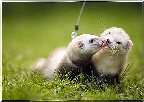 distemper in ferrets