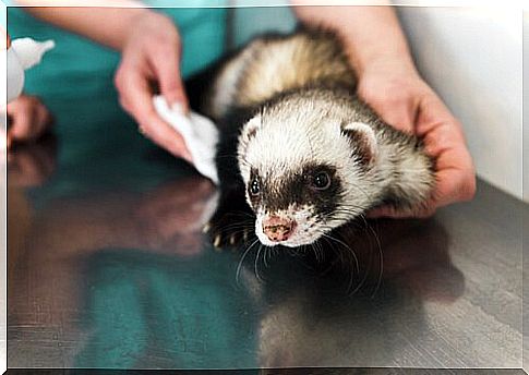 ferret and veterinarian