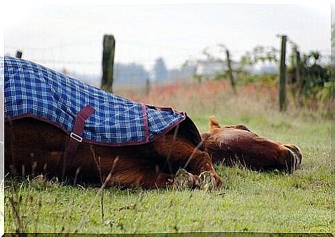 Do horses sleep standing or lying down?  Find out here!