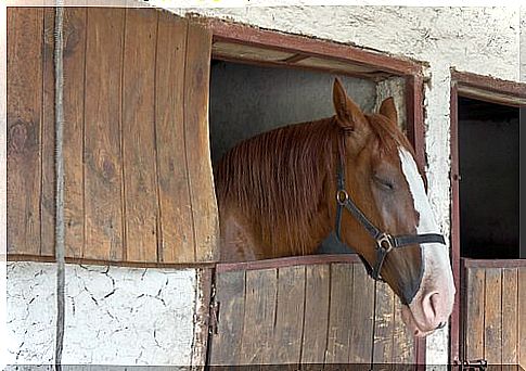 horse in stable 