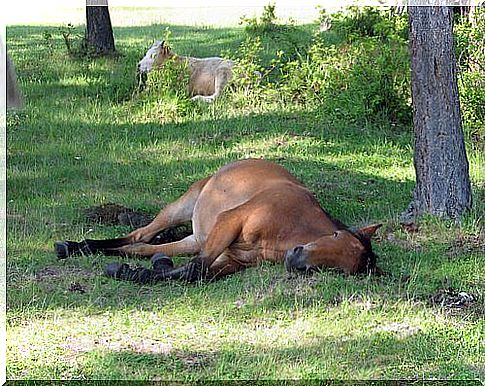 horse lying on the grass