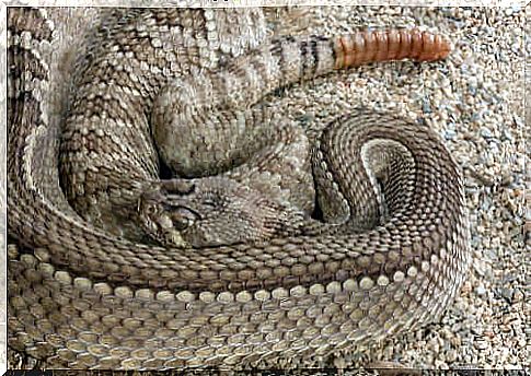 Rattlesnake