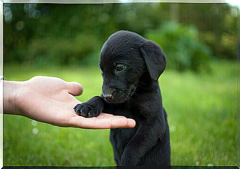 Do you know Black Dog Day?