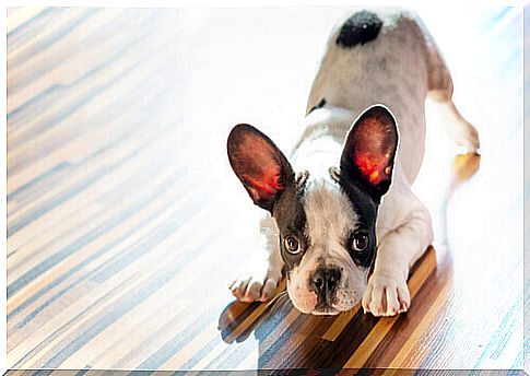 French Bulldog: one of the dog breeds in France