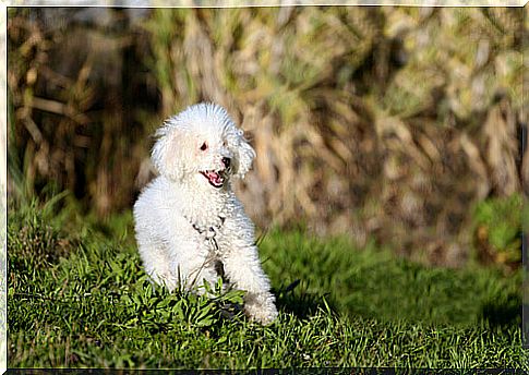 The poodle: one of the dog breeds in france