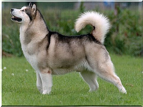 Dog breeds that look like wolves