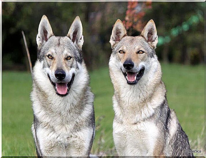 Wolfdogs: dogs that are most like wolves