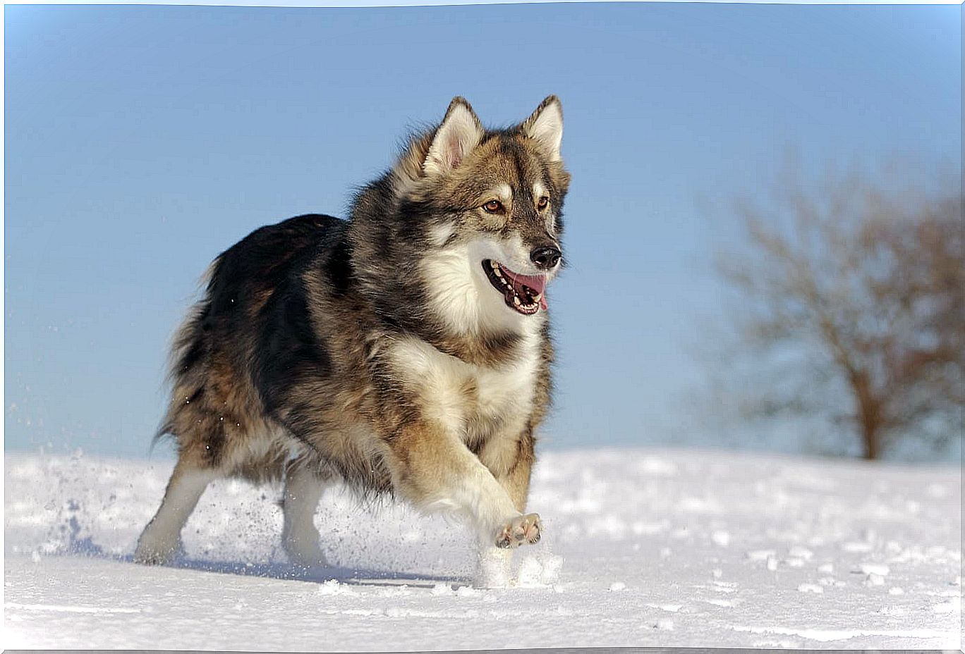 Utonagan breed dog