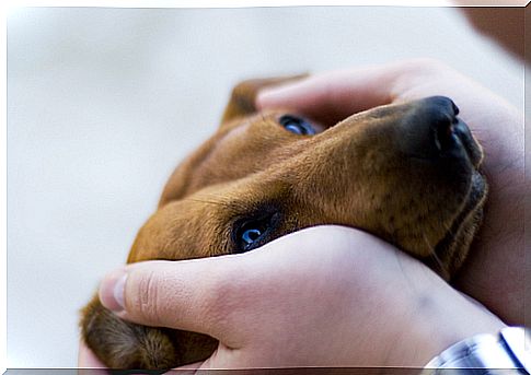 Dogs know how to distinguish smile or anger on a human face