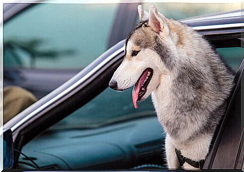 Don't let your pet stick his head in the car window!