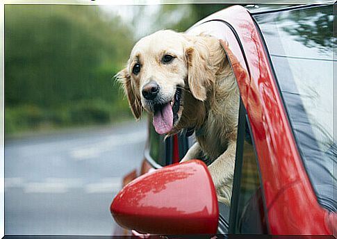 head in the car window