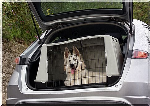 dog in the trunk