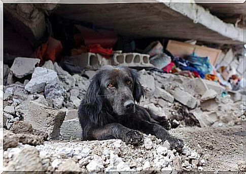 Ecuador earthquake: dog refuses to leave his destroyed house