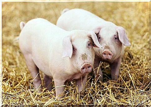 Everything you need to know about healthy pig rearing