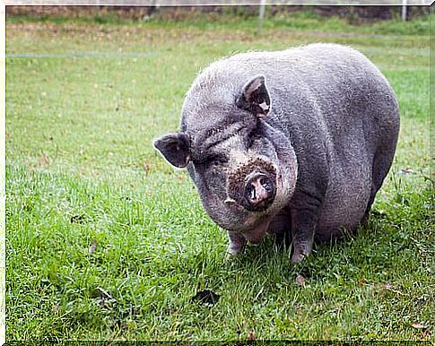 vietnamese pig in the field