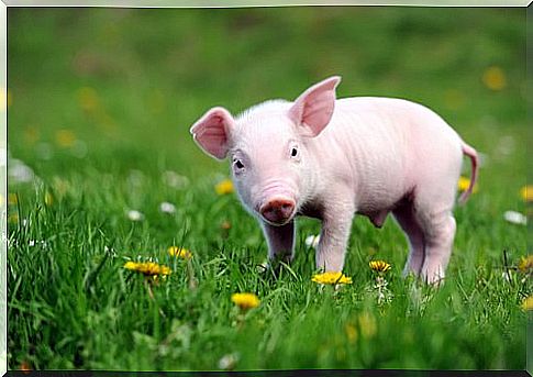 pig in the field