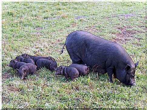 vietnamese pigs suckling