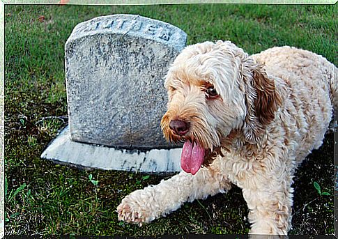 faithful dogs even after death