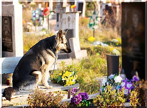 dog in grave