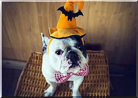 Costume your pet for Halloween