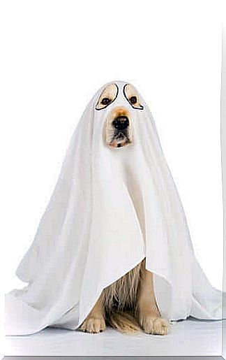 Costume your pet for Halloween