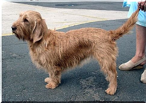 Tawny Basset from Brittany: A Quest Champion