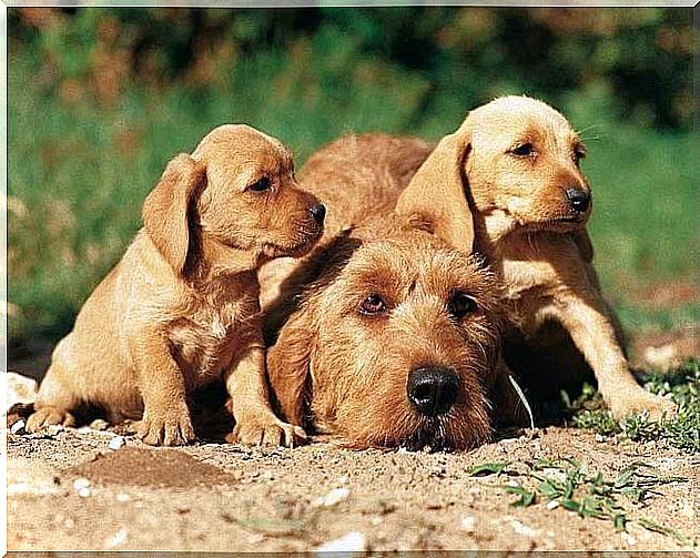 Basset Fulvo from Brittany