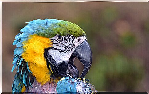 The feathers reveal diseases