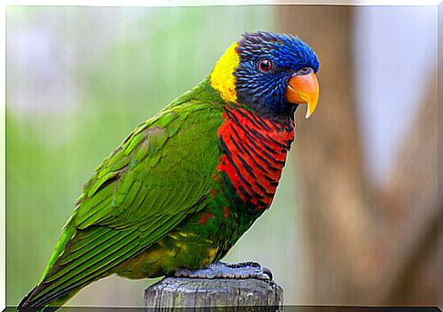 bird of various colors