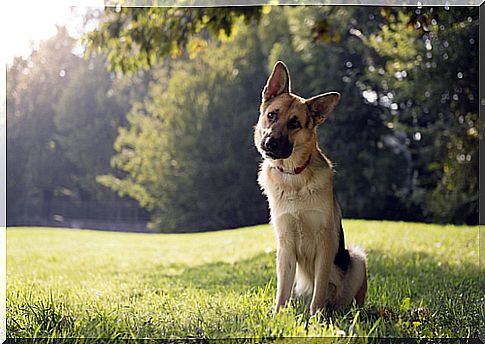 Know why a dog shakes his head a lot