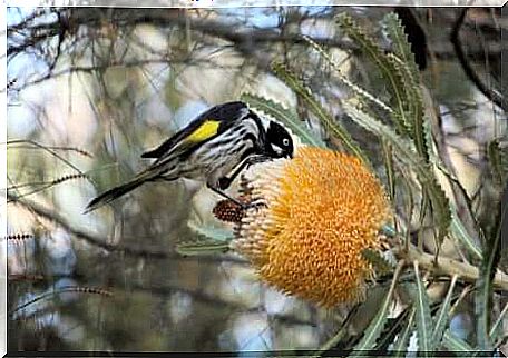 nectar-sucking birds you might not know