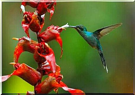 nectar-sucking birds you might not know