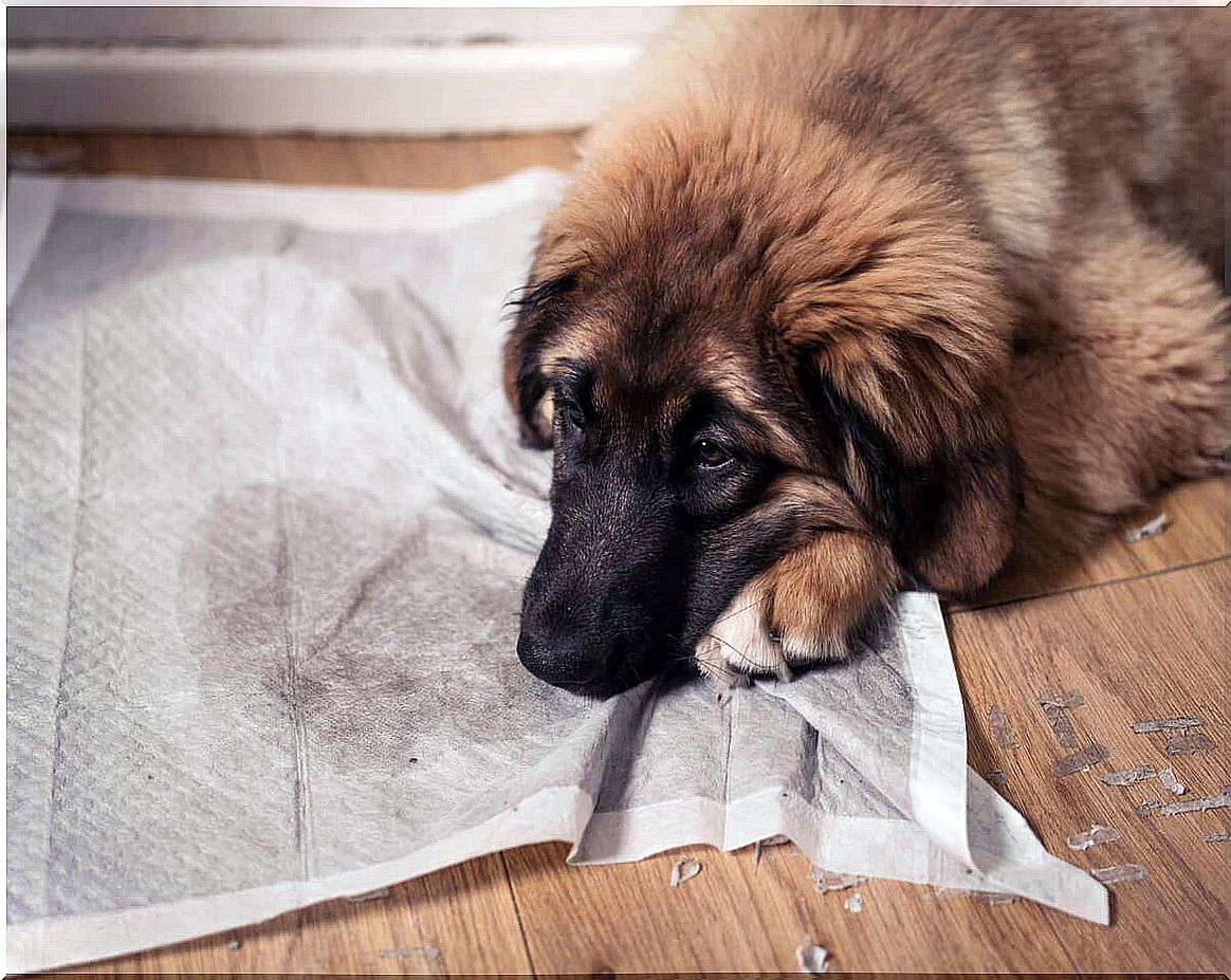 Why do dogs urinate indoors?