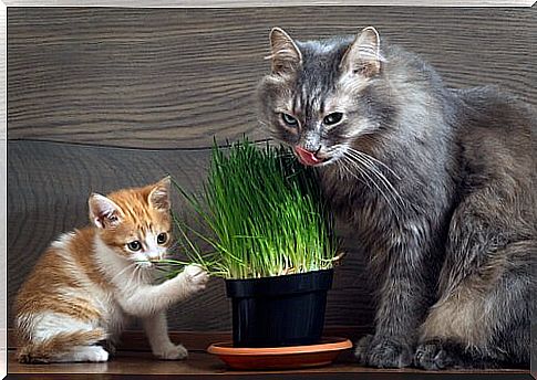 catnip, cat's weed