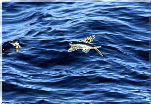 Flying fish: trivia and characteristics