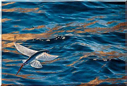 fish flying over the sea