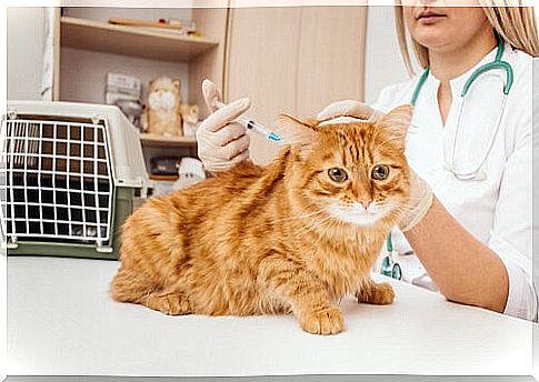 cat taking injection