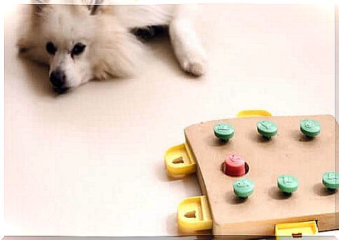 Games that contribute to the mental stimulation of dogs