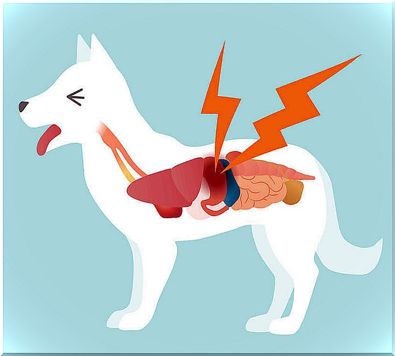 Gastric ulcer in dogs: what to do?