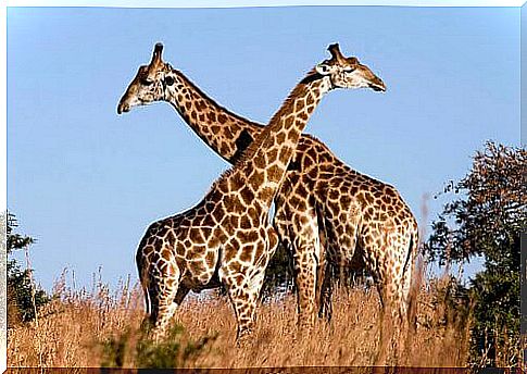 Giraffe: characteristics, behavior and habitat