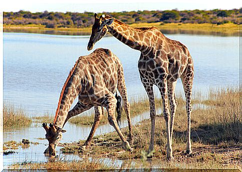 Giraffes drinking water