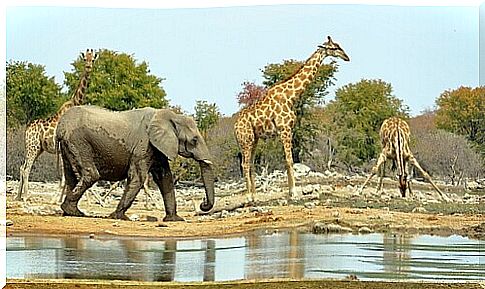 Giraffes and Elephant in Africa