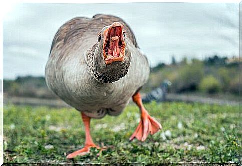 Goose Characteristics and Behavior