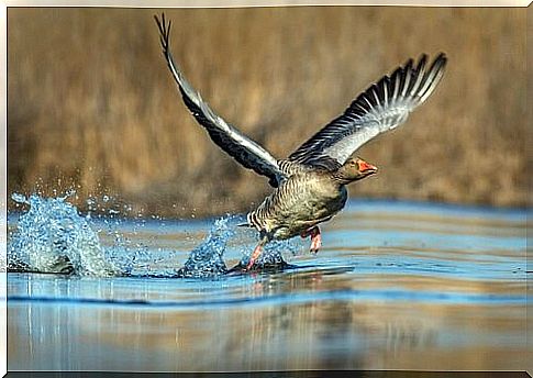 goose in water