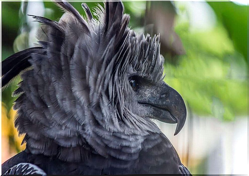 Harpy Hawk: the largest harpy eagle in South America