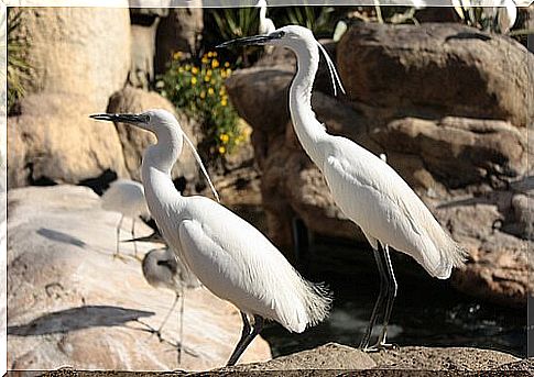 Heron: characteristics, behavior and habitat