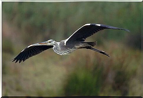 heron