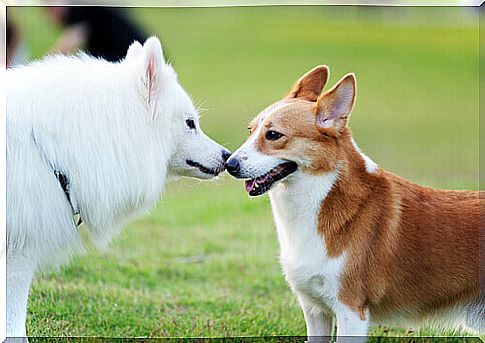 two dogs get along