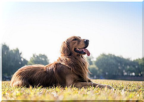 How can you tell if your dog is in good health by looking at his feces?